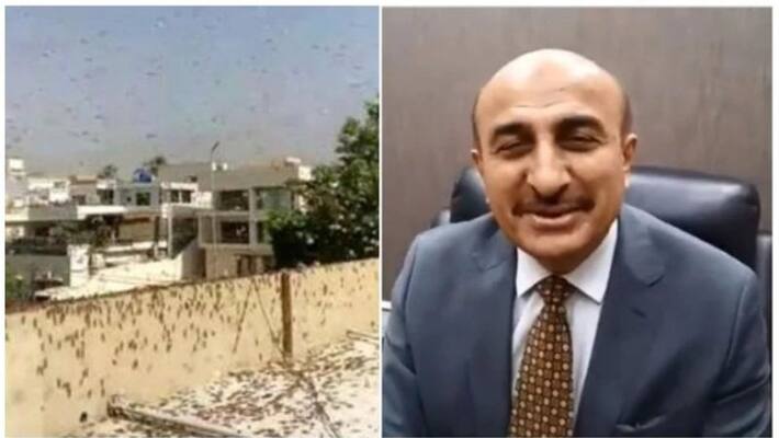 locust swarm upsets lives in Pakistan, Minister gives advice to add them to Biriyani locust swarm upsets lives in Pakistan, Minister gives advice to add them to Biriyani