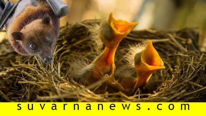 8 Untrue Myths About Animals 8 Untrue Myths About Animals