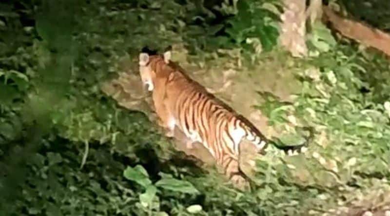 injuried tiger entered into a village