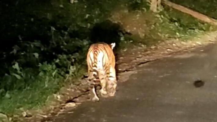 tiger attacks continues in south madikeri region tiger attacks continues in south madikeri region