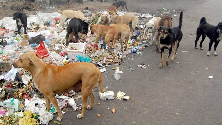 five people injured in stray dog attack five people injured in stray dog attack
