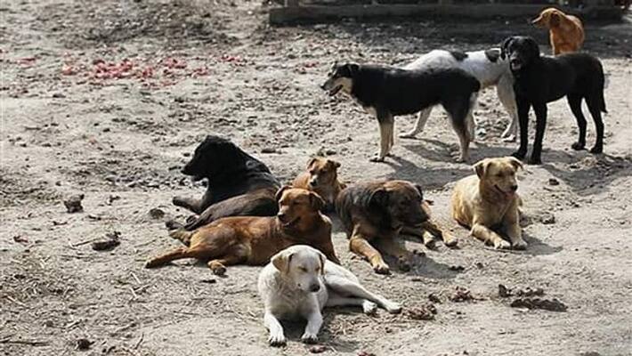 After the killing of Monkies Stray dogs Poisoned in Bengaluru After the killing of Monkies Stray dogs Poisoned in Bengaluru