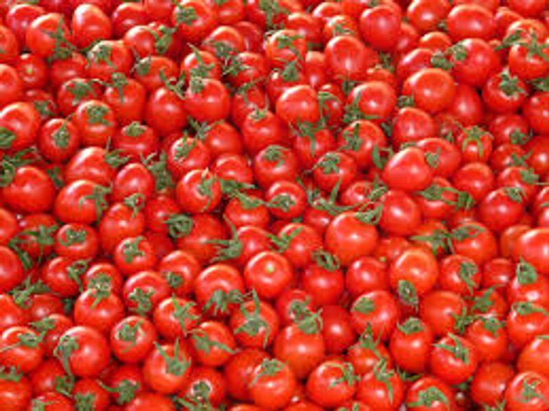 tomato KG one 300 rs