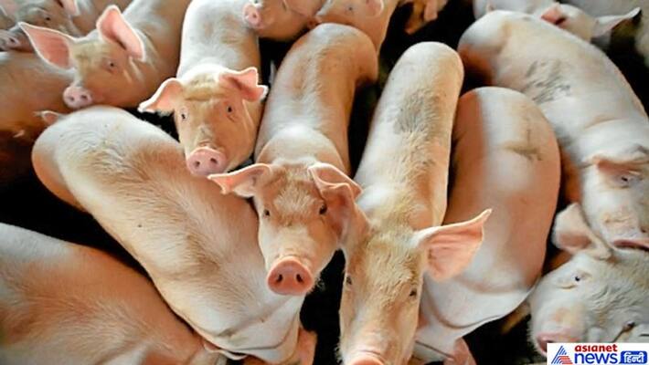 47 thousand pigs killed on one order, this country's river turned red with blood 47 thousand pigs killed on one order, this country's river turned red with blood