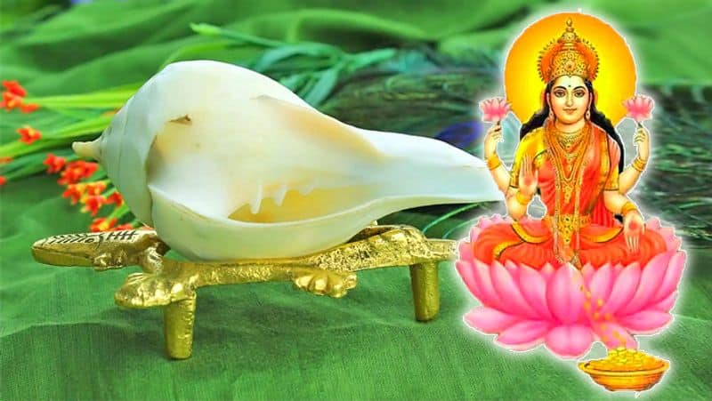 Fulfill your wishes by keeping Kamadhenu conch at home
