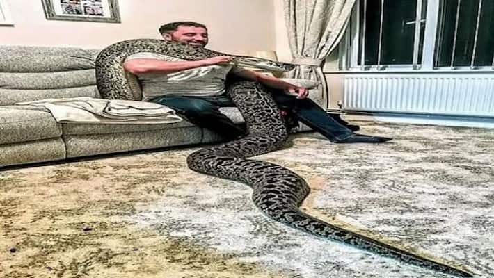 This person is fond of raising snakes, lives with a python of 18 feet This person is fond of raising snakes, lives with a python of 18 feet