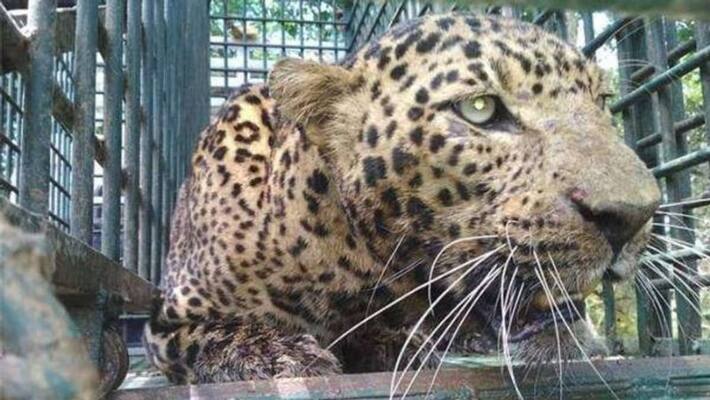 2 cheetah Captured in Chitradurga 2 cheetah Captured in Chitradurga