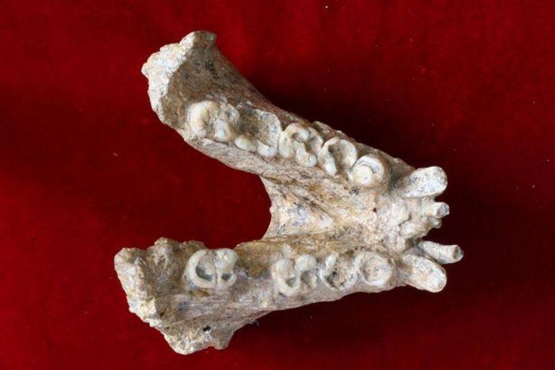 tooth fossil shows Gigantopithecus relation to modern orangutans