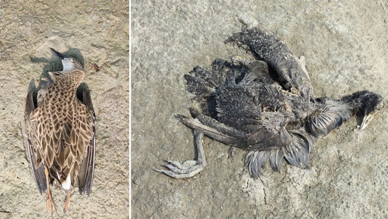 Sensational case of death of migratory birds in Sambhar lake of Jaipur