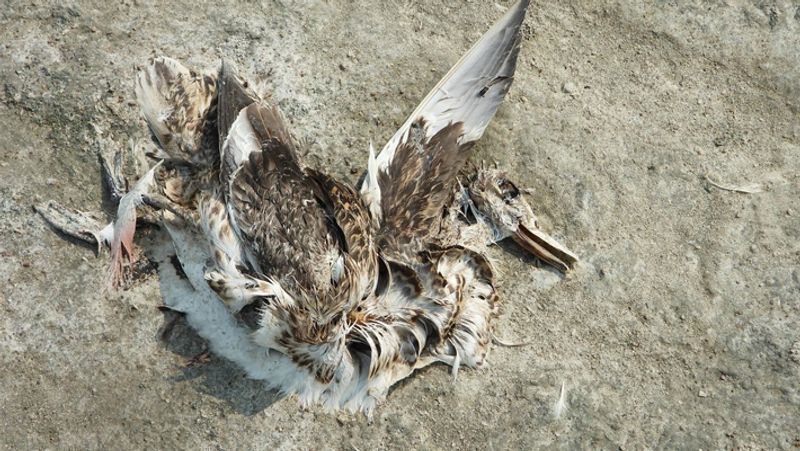 Sensational case of death of migratory birds in Sambhar lake of Jaipur