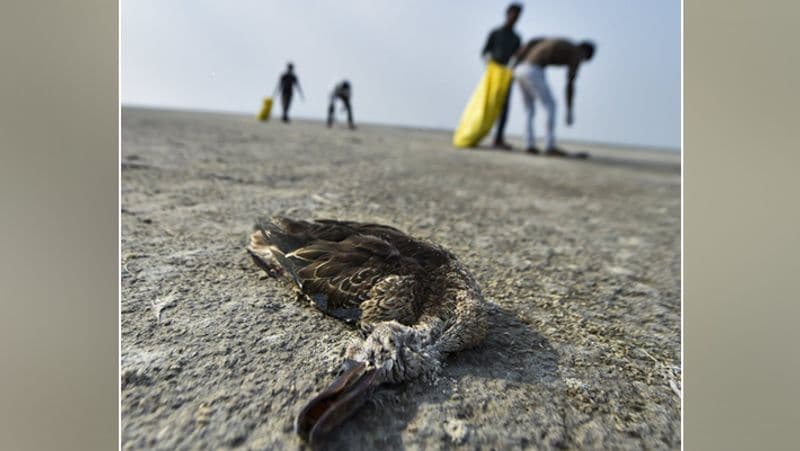 Sensational case of death of migratory birds in Sambhar lake of Jaipur