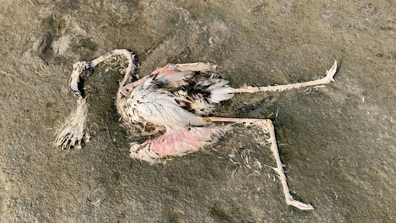 Sensational case of death of migratory birds in Sambhar lake of Jaipur