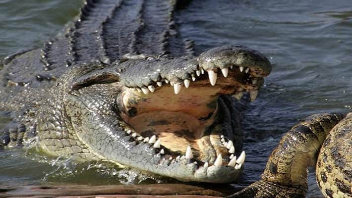 Crocodile started dragging sister in water for food, 15 year old brother put his life, then Crocodile started dragging sister in water for food, 15 year old brother put his life, then