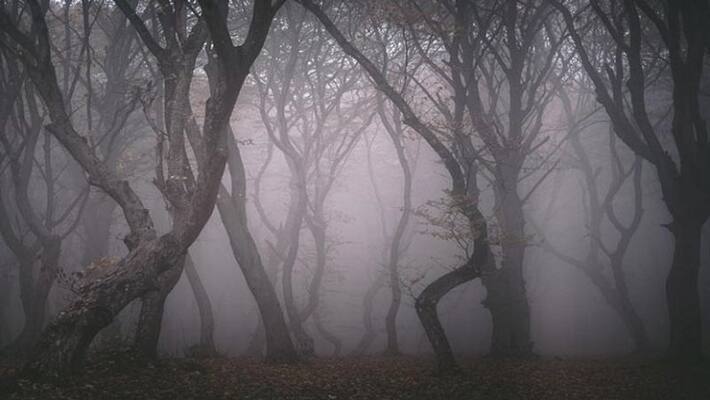 People disappear in the blink of an eye in this forest, the scene here is very creepy People disappear in the blink of an eye in this forest, the scene here is very creepy