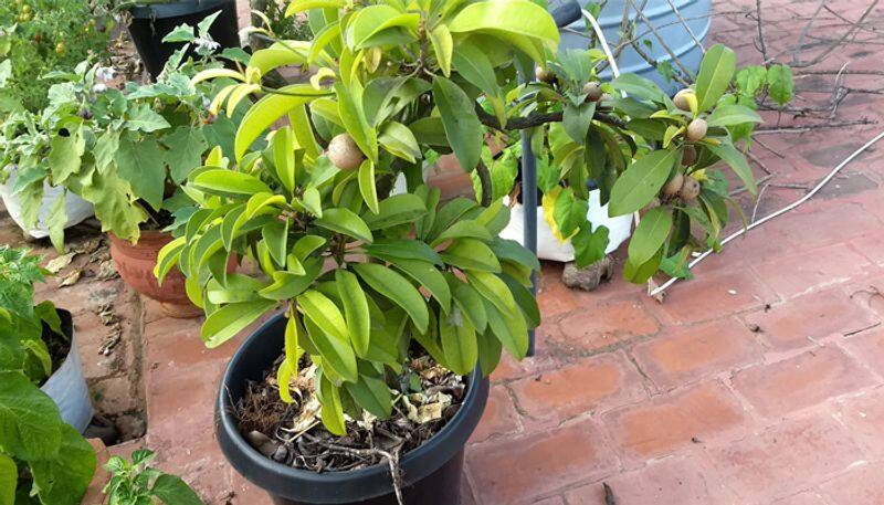 How to grow bonsai Sapodilla