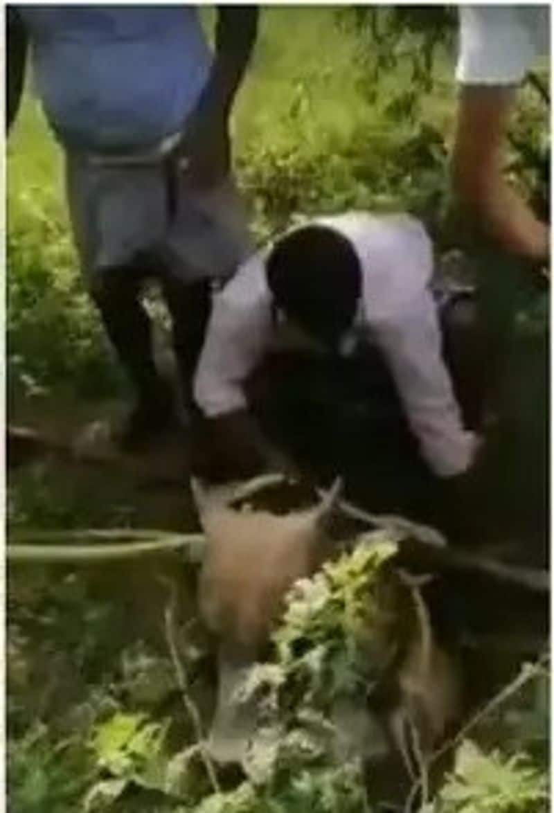 youngsters rescued a bull from borewell