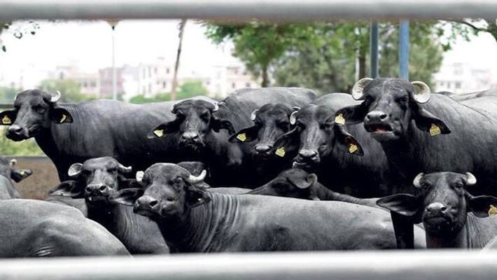 Laboratory to be built in Bhopal to promote high breed buffalo production Laboratory to be built in Bhopal to promote high breed buffalo production