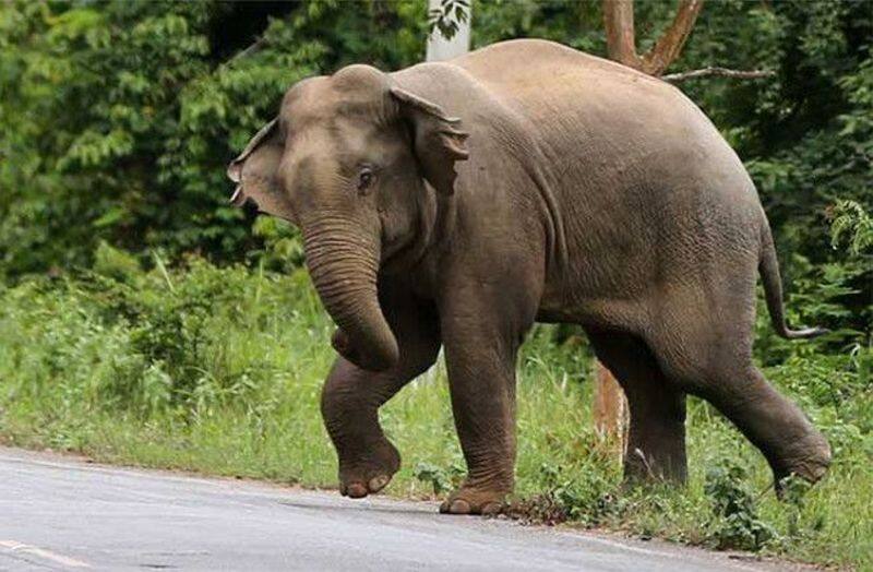 wild elephant killed a youth