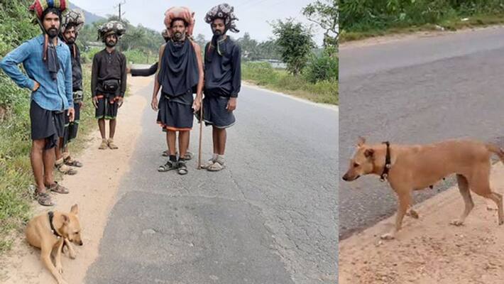 Dog Walking With Ayyappa Devotees from Dakshina Kannada Dog Walking With Ayyappa Devotees from Dakshina Kannada