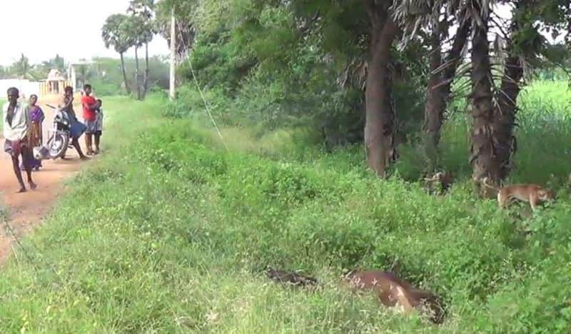2 cows died due to electric shock