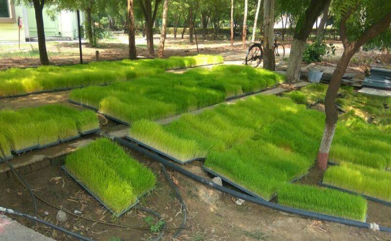 plants without soil Hydroponics rice paddy nursery