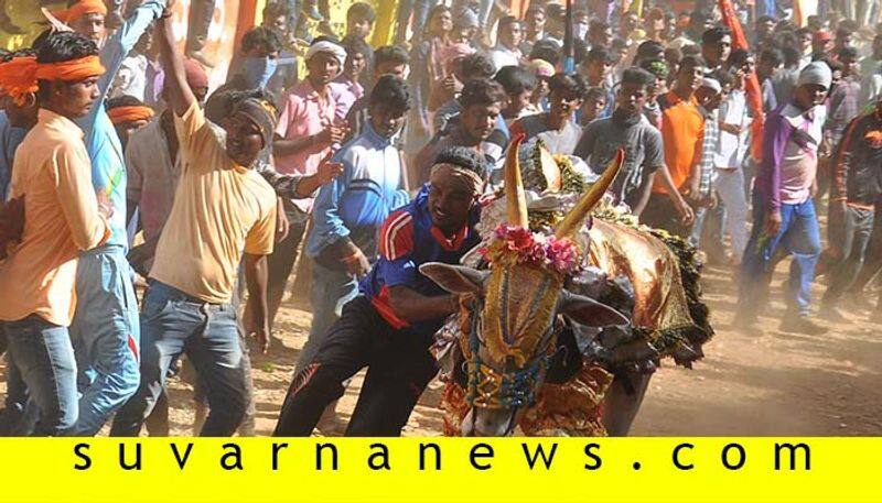 about bull chasing event in karnataka Hori habba
