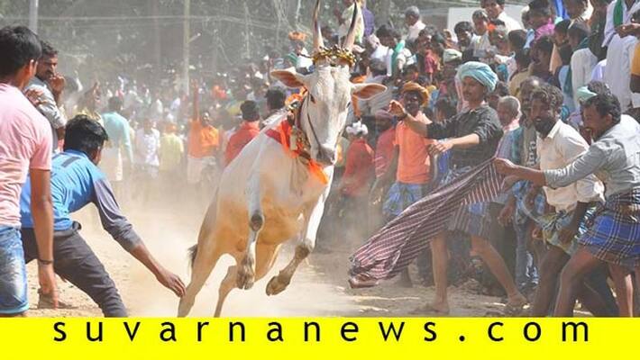 about bull chasing event in karnataka Hori habba about bull chasing event in karnataka Hori habba