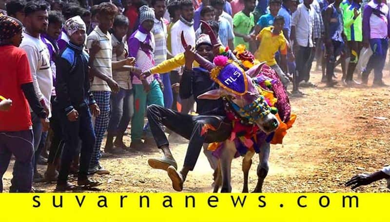 about bull chasing event in karnataka Hori habba
