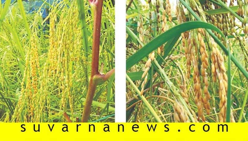 Mangalore farmer grows 50kg gandhasale rice in his terrace