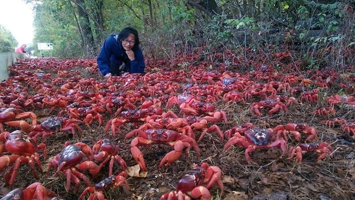 No one knows where so many crabs come from here, road has to be closed No one knows where so many crabs come from here, road has to be closed