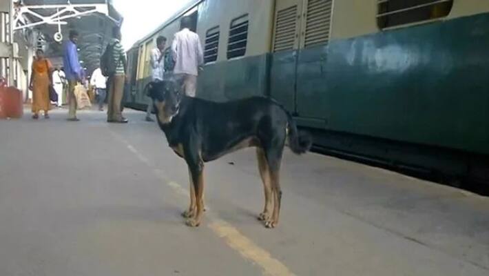 Dog Barks At Those refuse to obey Rules At Railway Station Dog Barks At Those refuse to obey Rules At Railway Station