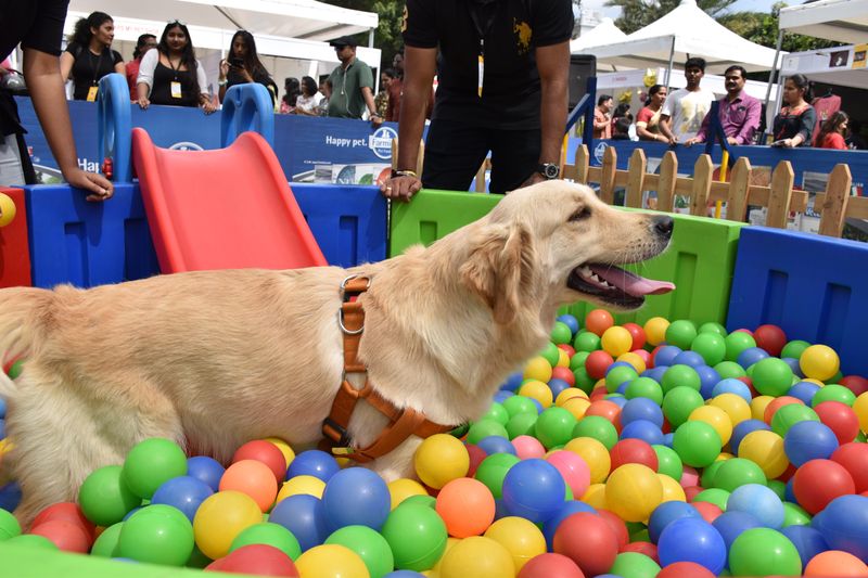. The festival was also open for people who don’t have pets but simply wished to attend Pet Fed to be around thousands of pooches & get a good dose of puppy love.