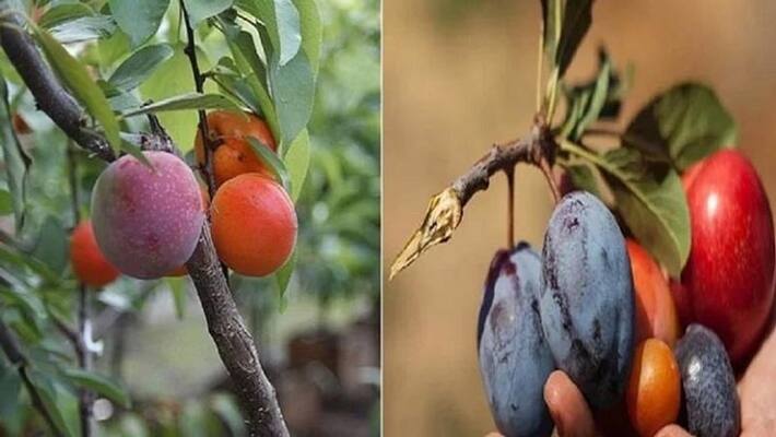 the tree with 40 varieties of fruits, price is in millions the tree with 40 varieties of fruits, price is in millions