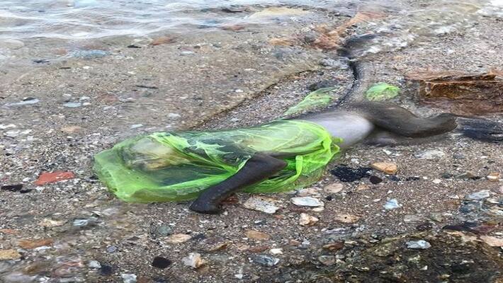 The monkey went to the beach in search of food, this bad situation happened The monkey went to the beach in search of food, this bad situation happened