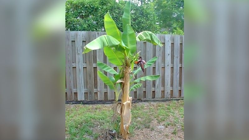 জলে কাঁচা হলুদ গুলে কলাগাছে দিয়ে দিন।