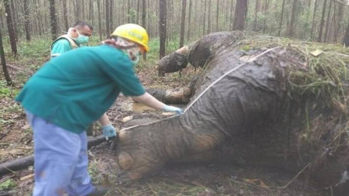 poachers stole Sumatran elephant tusk after beheading poachers stole Sumatran elephant tusk after beheading