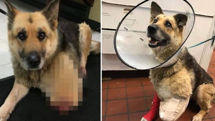 German shepherd chained to starve survived eating his own leg German shepherd chained to starve survived eating his own leg