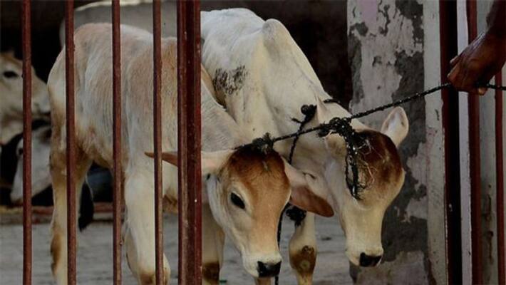 two people murdered in bengal for allegedly cow slaughtering two people murdered in bengal for allegedly cow slaughtering