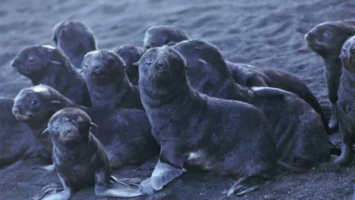 Thousands Of Seals Found Dead In Namibia Thousands Of Seals Found Dead In Namibia