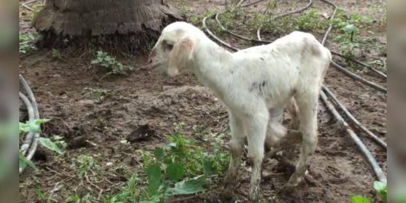 goat born with six legs in coimbatore