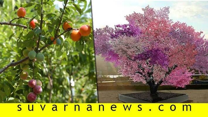 Tree of 40 Crazy Tree Grows 40 Kinds of Fruits Tree of 40 Crazy Tree Grows 40 Kinds of Fruits