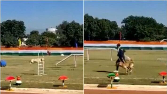 Uttarakhand Police train strays to include them in dog squad video is viral Uttarakhand Police train strays to include them in dog squad video is viral
