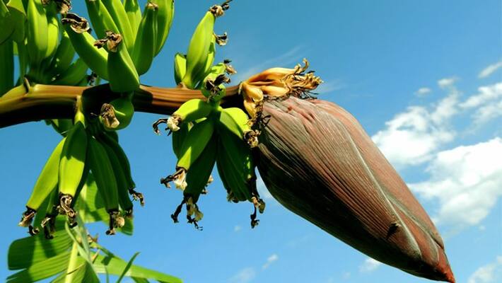 banana farming: farmers to get compensation if crops lost in natural disasters banana farming: farmers to get compensation if crops lost in natural disasters