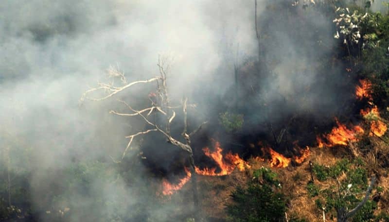rate of deforestation in  Amazon rain forest in Brazil rose highest level