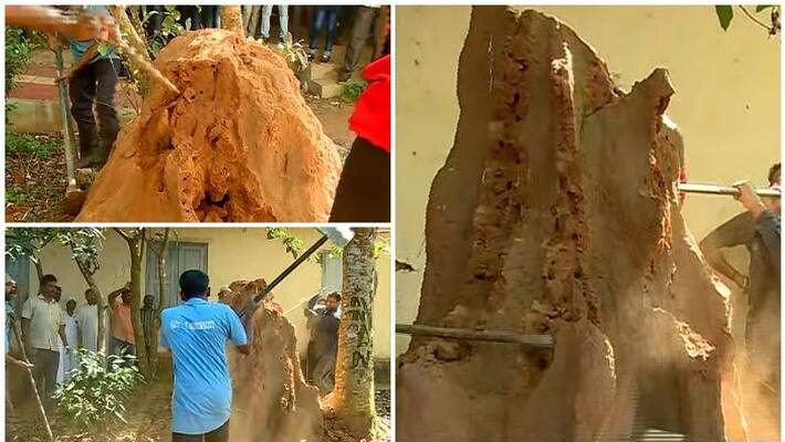 locals destroyed ant hill in Govt Sarvajana Vocational Higher secondary school locals destroyed ant hill in Govt Sarvajana Vocational Higher secondary school