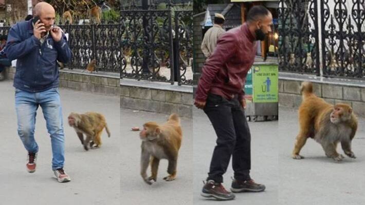 Terror of monkeys and dogs in tourist destination Shimla Terror of monkeys and dogs in tourist destination Shimla