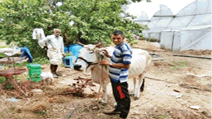 This farmer has grown tomatoes and brinjals on the same plant, cultivating vegetables in an organic way This farmer has grown tomatoes and brinjals on the same plant, cultivating vegetables in an organic way