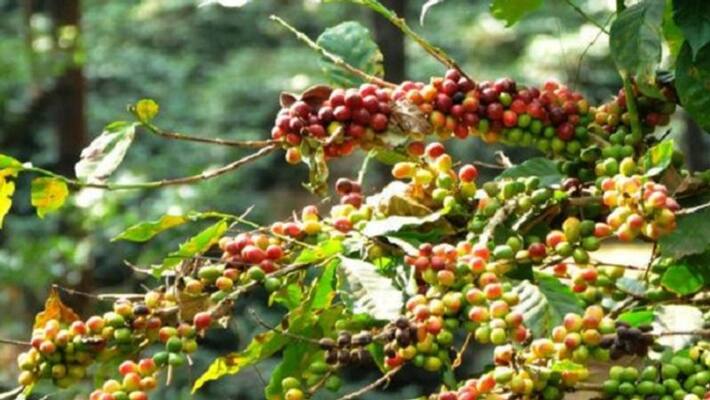 Climate effect in coffee in kodagu snr Climate effect in coffee in kodagu snr