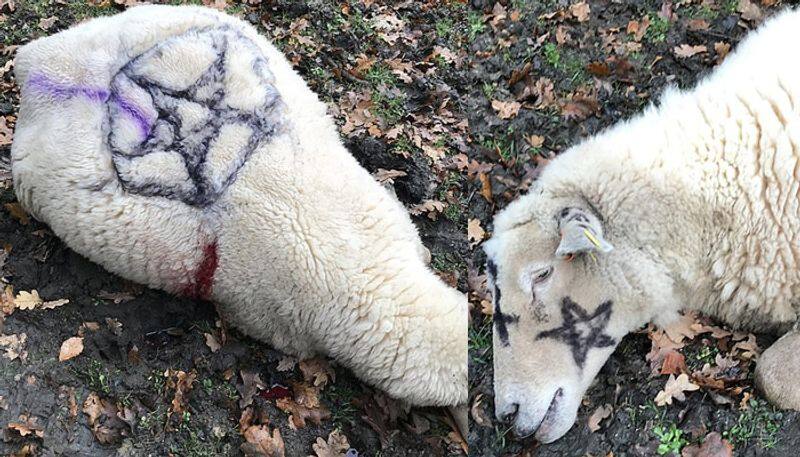pet animals found murdered and pentagram marks on them natives alleges satanic sacrifice