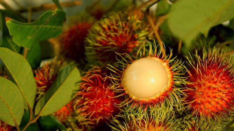 how to grow durian fruit